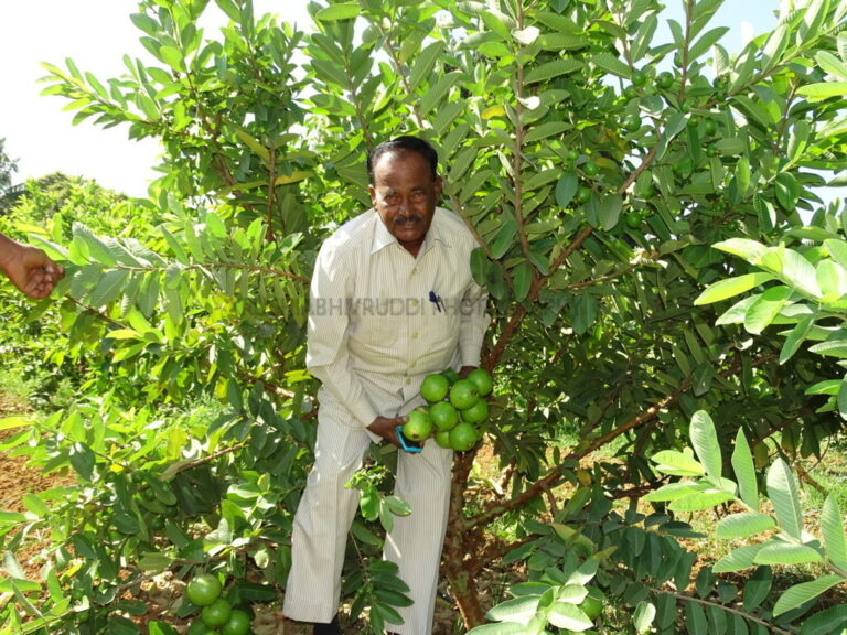 ಸೀಬೆ ಬೆಳೆಯಲ್ಲಿ ಅಧಿಕ ಇಳುವರಿಗೆ ಪ್ರೂನಿಂಗ್ ಮಾಡಿ.