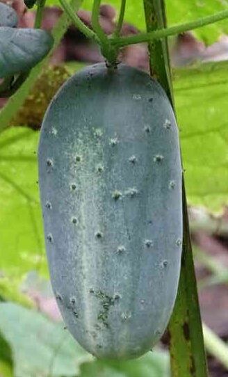ಕಹಿ ಮುಳ್ಳು ಸೌತೆ