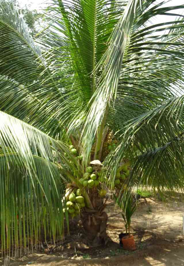 ತೆಂಗಿನ ಸಸಿ ಆರೋಗ್ಯವಾಗಿದ್ದರೆ ಹೀಗೆ ಇರುತ್ತದೆ.