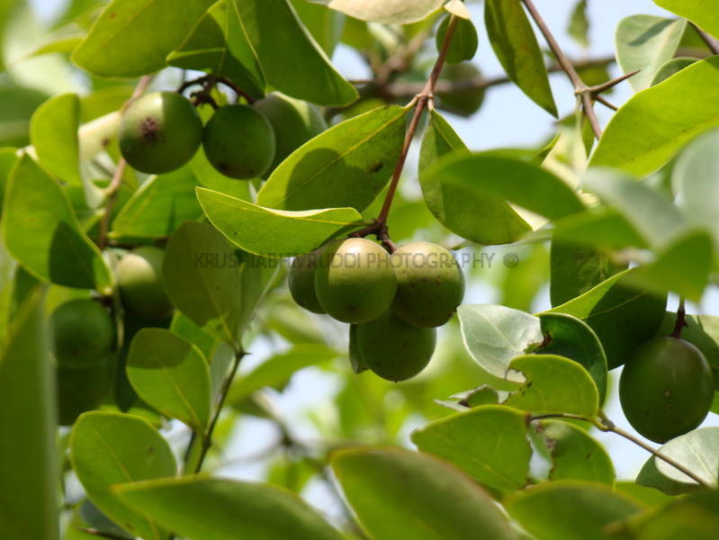 ಆರೋಗ್ಯಕರ ಉಪ್ಪಿನಕಾಯಿಗೆ -ಕರಂಡೆ ಕರಂಡೆ ಕಾಯಿ