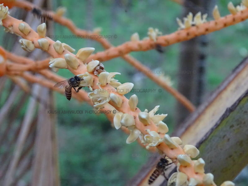 ಆಡಿಕೆ ಗರಿ ಹಳದಿಯಾಗಲು ಇದು ಕಾರಣ.