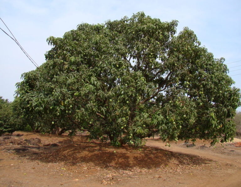 ಕಾಫೀ – ಬೋರರ್  ನಿಯಂತ್ರಣಕ್ಕೆ  ಜೈವಿಕ ಪರಿಹಾರ.