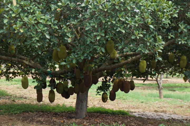 Grafted jack plant