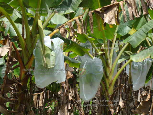 ಬಾಳೆ ಗೊನೆಗೆ ಕವರ್ ಹಾಕಿರುವುದು- Covering for banana bunch