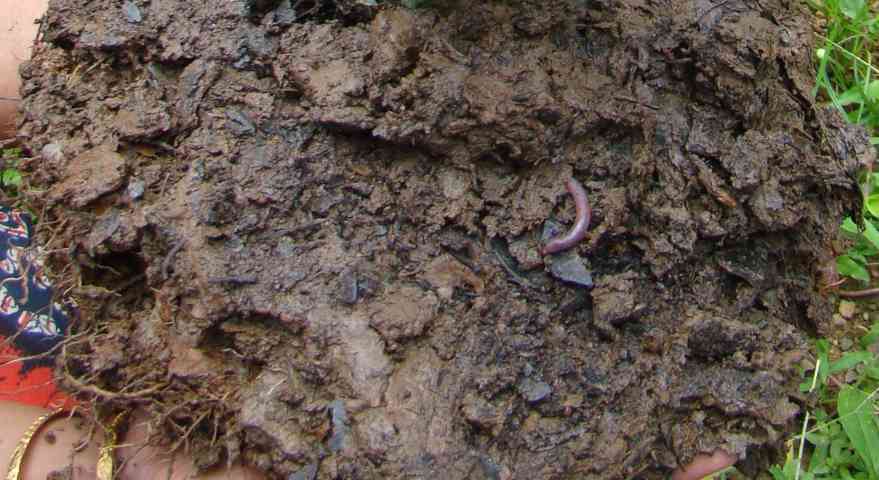ಸಾಗುವಾನು ಮರದ ಬುಡದ ಮಣ್ನು -soil of teak tree base