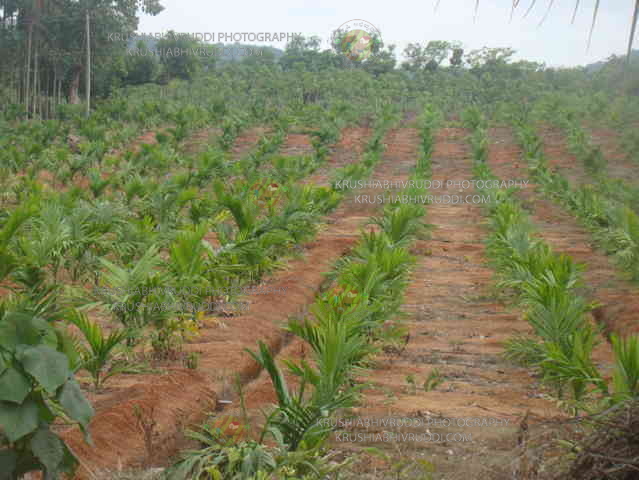 ಕಲ್ಪರಸ – ನೀವು ಇನ್ನೂ ಕುಡಿದಿಲ್ಲವೇ – ಇಲ್ಲಿಗೆ ಹೋಗಿ.