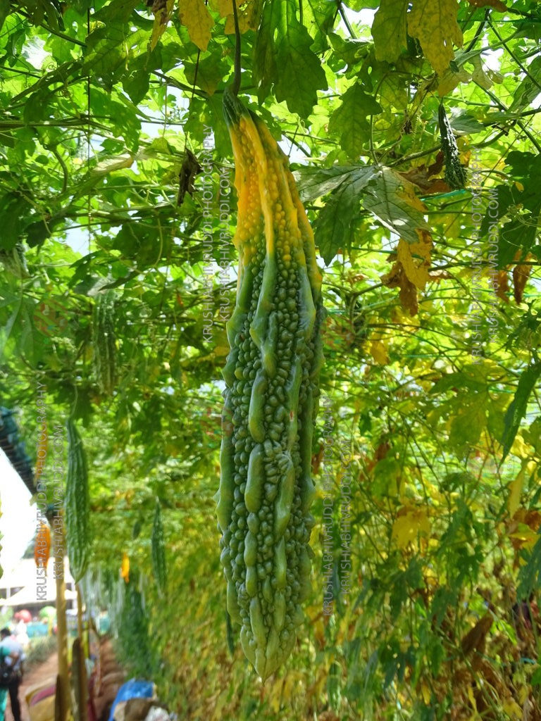 ಹಣ್ಣು ನೊಣ ಬಾಧೆಯಿಂದ ಹಾಳಾಗುವ ಹಾಗಲಕಾಯಿ