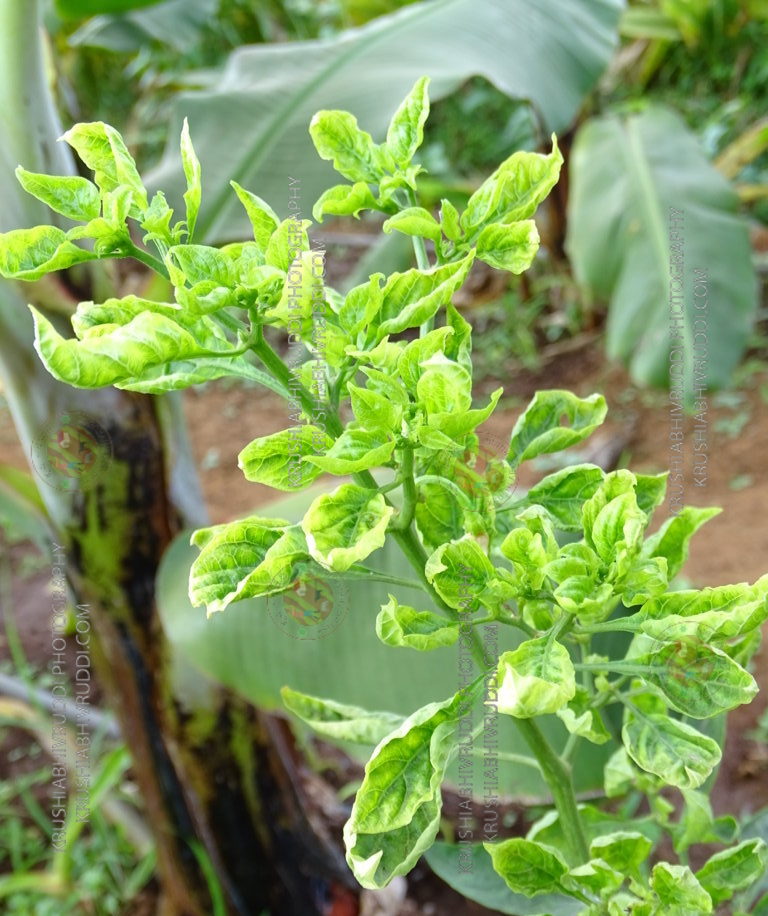 1 ಕಿಲೋ ಪೇಪರ್ ಸಿದ್ಧವಾಗಲು ಬೇಕು- 1000 ಲೀ. ನೀರು.