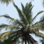 ಬೇರು ಹುಳ ಬಾಧಿತ ತೆಂಗು