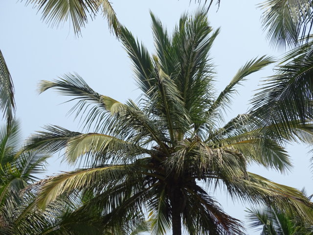 ತೆಂಗಿಗೂ ತೊಂದರೆ ಮಾಡುತ್ತಿದೆ- ಬೇರು ಹುಳ ಬೇರು ಹುಳ ಬಾಧಿತ ತೆಂಗು
