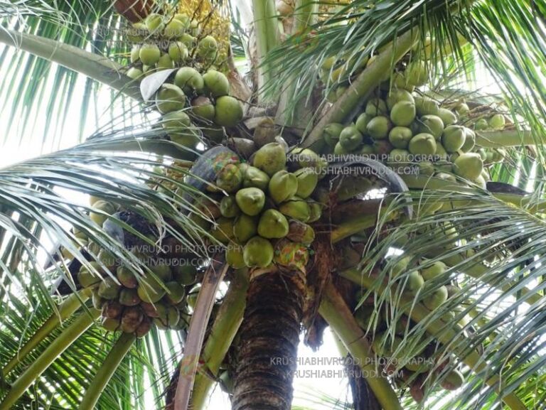 ಏಲಕ್ಕಿ ಬೆಳೆಗೆ ಇದು ಮಾರಕ ರೋಗ