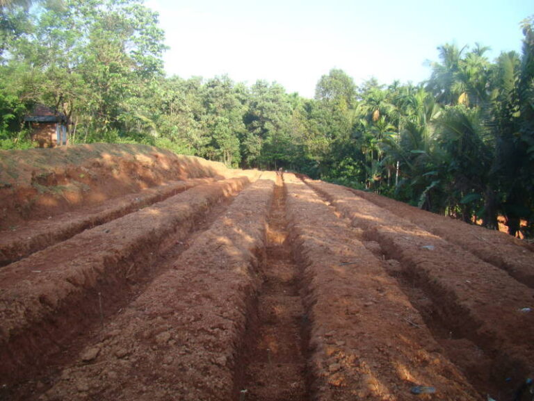 ಅನನಾಸು ಬೆಳೆಗಾರರ  ಪಾಲಿಗೆ ಇದು ಕರಾಳ ವರ್ಷ.