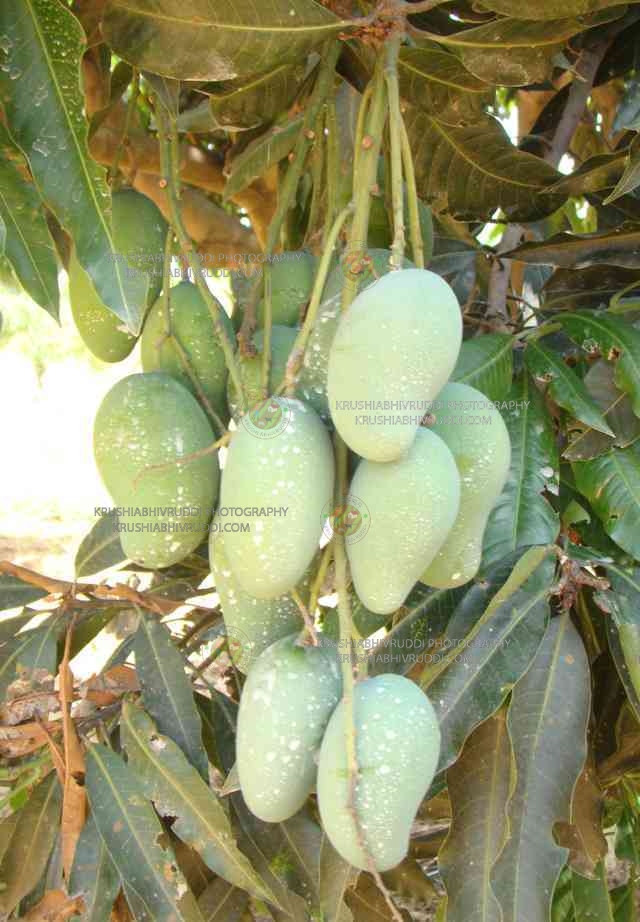 ಶಹಬ್ಬಾಸ್ ಹೇಳಬೇಕು ಈ ರೈತರ ಬುದ್ದಿವಂತಿಕೆಗೆ