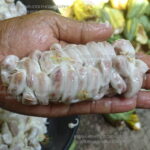 ripped coco beans