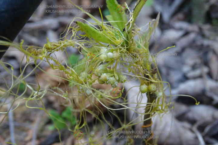 caskuta plant