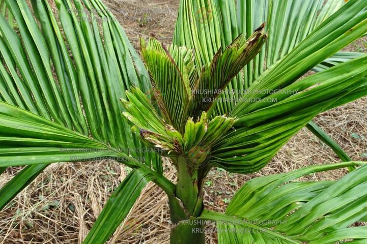 ಸುಳಿ ಮುರುಟಿದ ಅಡಿಕೆ ಗಿಡ