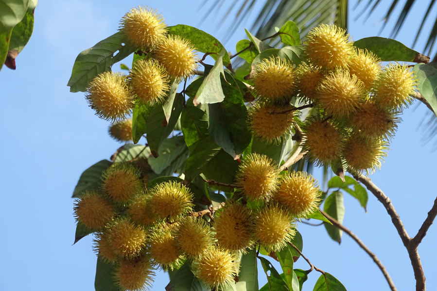 ಅಧಿಕ ಬೆಲೆ ಇರುವ ವಿದೇಶೀ ಹಣ್ಣು – ರಾಂಬುಟಾನ್. ರಾಂಬುಟಾನ್ ಹಳದಿ ಹಣ್ಣು