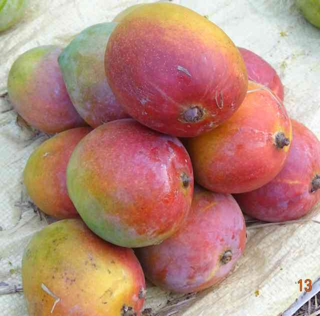ರತ್ನಗಿರಿ ಅಲ್ಫೊನ್ಸ್ ಹಣ್ಣು