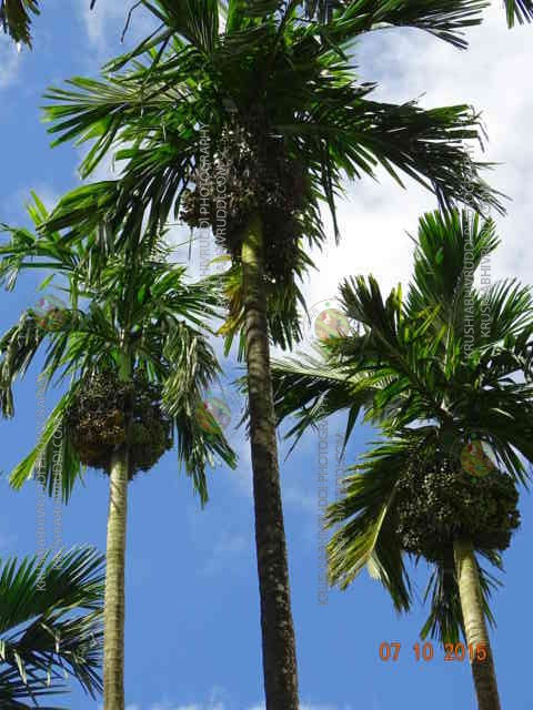 Good yield in Arecanut