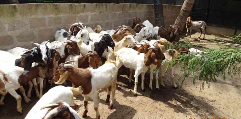 ಪೌಷ್ಟಿಕ ಸೊಪ್ಪು ಕೊಡಿ