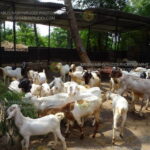 ಸಮಗ್ರ ಕೃಷಿ ಯಲ್ಲಿ ಆಡು ಕುರಿ ಸಾಕಾಣಿಕೆ ಲಾಭದ್ದು- Goat and sheep farming is profitable in integrated farming