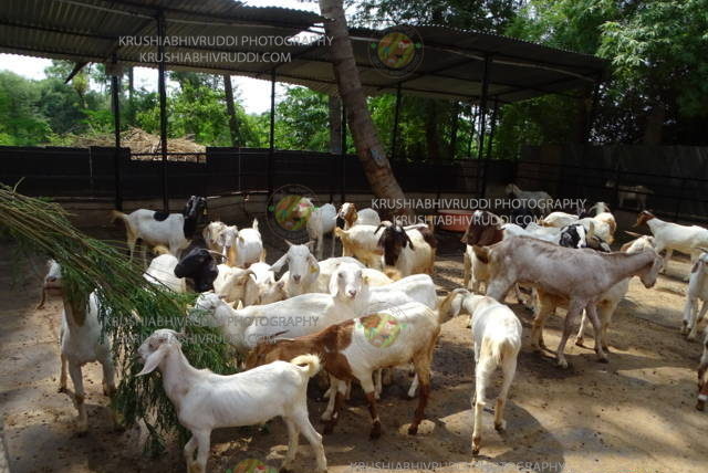 ಸಮಗ್ರ ಕೃಷಿ ಯಲ್ಲಿ ಆಡು ಕುರಿ ಸಾಕಾಣಿಕೆ ಲಾಭದ್ದು- Goat and sheep farming is profitable in integrated farming