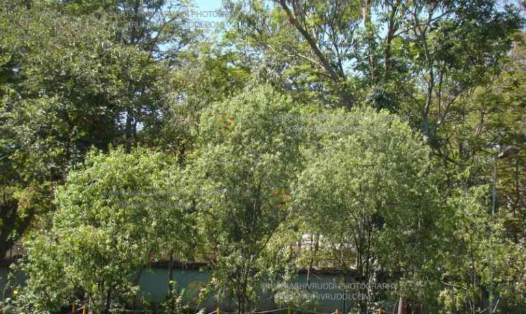 ಶ್ರೀಗಂಧದ ಗಿಡ