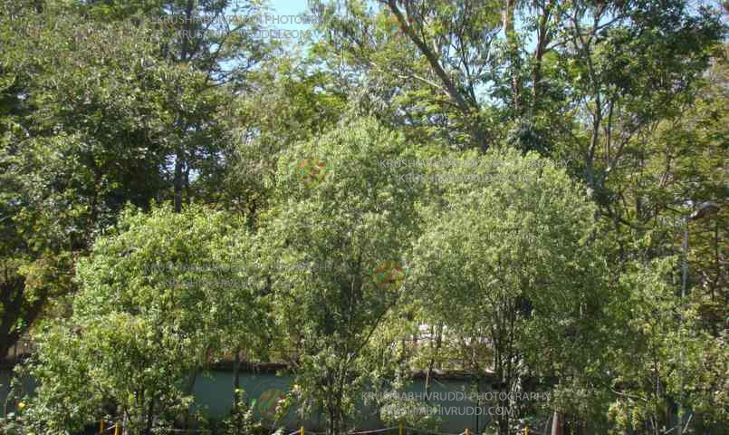 ಶ್ರೀಗಂಧದ ಗಿಡ