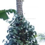 ಸತ್ತ ತೆಂಗಿನ ಮರಕ್ಕೆ ಬಕೆಟ್ ಮುಚ್ಚಿದ್ದು