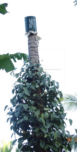 ಸತ್ತ ತೆಂಗಿನ ಮರಕ್ಕೆ ಬಕೆಟ್ ಮುಚ್ಚಿದ್ದು