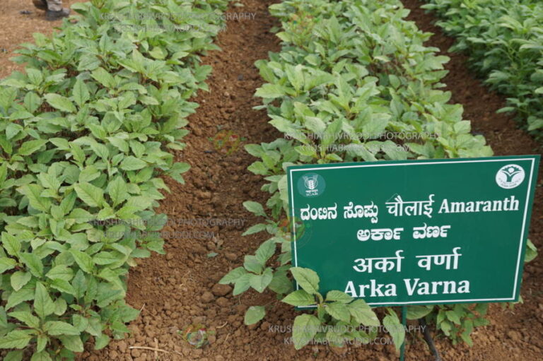 ಅಡಿಕೆಯ ಮಿಡಿಗಳು ಯಾಕೆ ಉದುರುತ್ತವೆ?