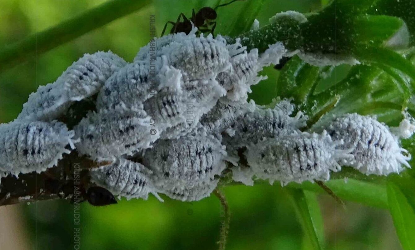 mealy bug