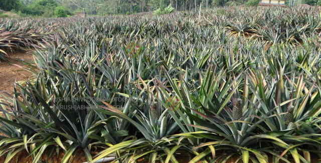 ಅನನಾಸು ತೋಟ