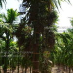 Weed less arecanut garden