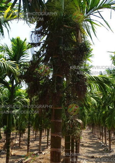 Weed less arecanut garden
