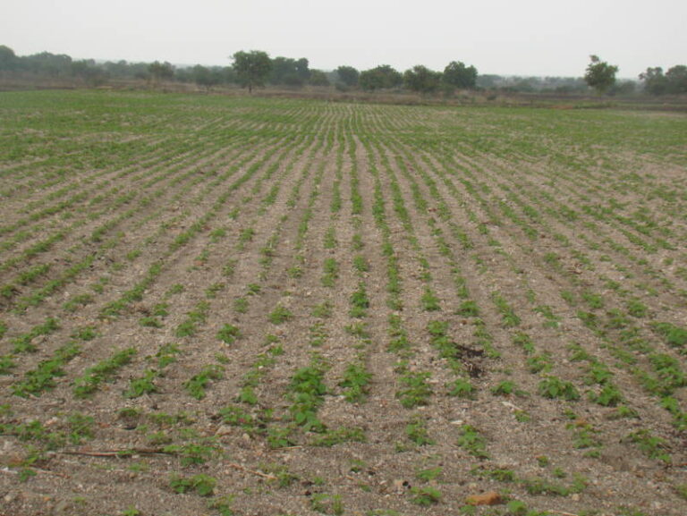ಕಿಸಾನ್ ಕ್ರೆಡಿಟ್ ಕಾರ್ಡ್ ಸರಕಾರದ ಕೊಡುಗೆಯೇ ?