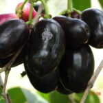 ನೇರಳೆ ಹಣ್ಣು