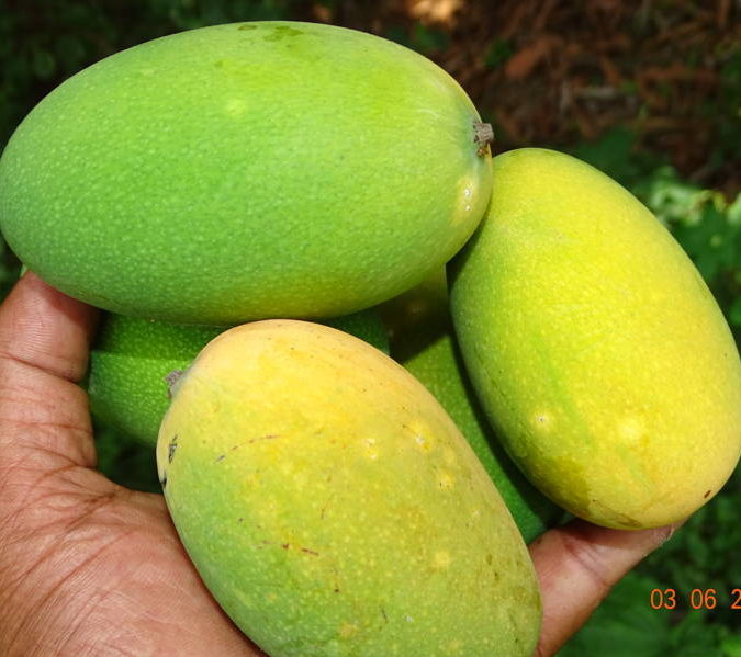 fruit fly less mango