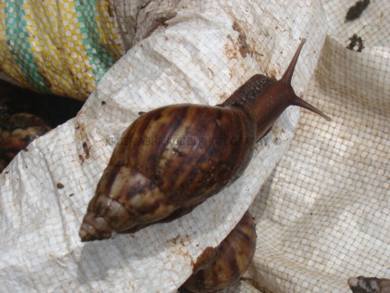 ಬಸವನ ಹುಳ