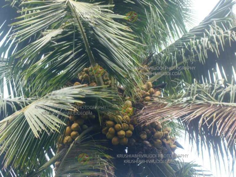 ತೆಂಗಿನ ಮರ