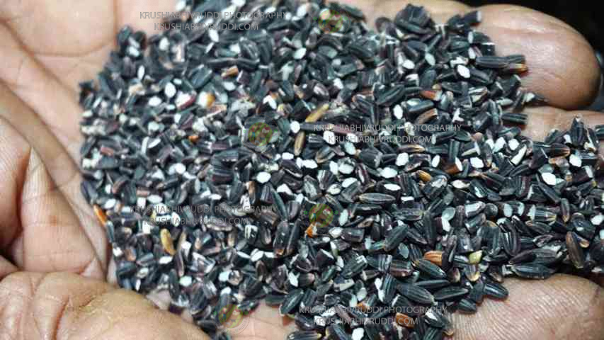 Black rice