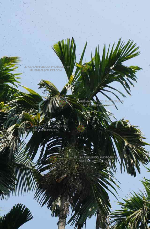 ಅಡಿಕೆ- ಸ್ಥಳೀಯ ತಳಿಗಳೇ ಶೇಷ್ಟ – ಯಾಕೆ ಗೊತ್ತಾ? local areca