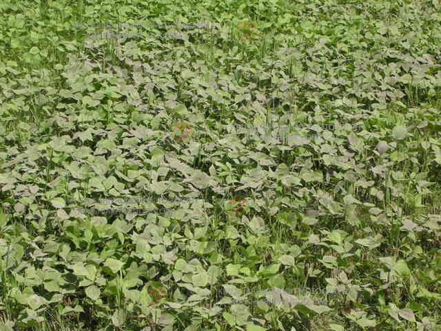 ಬೂದಿಯ ಮೂಲಕ ಕೀಟ ನಿಯಂತ್ರಣ