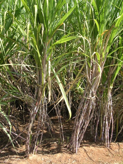 ಸಮರ್ಪಕ ಪೋಶಕಾಂಶ ದೊರೆತ ಕಬ್ಬು ಬೆಳೆ