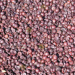 ಅಡಿಕೆ ಬೇಯಿಸಿದ ರಾಸಿ