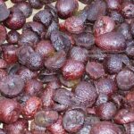 ಕೆಂಪಡಿಕೆ