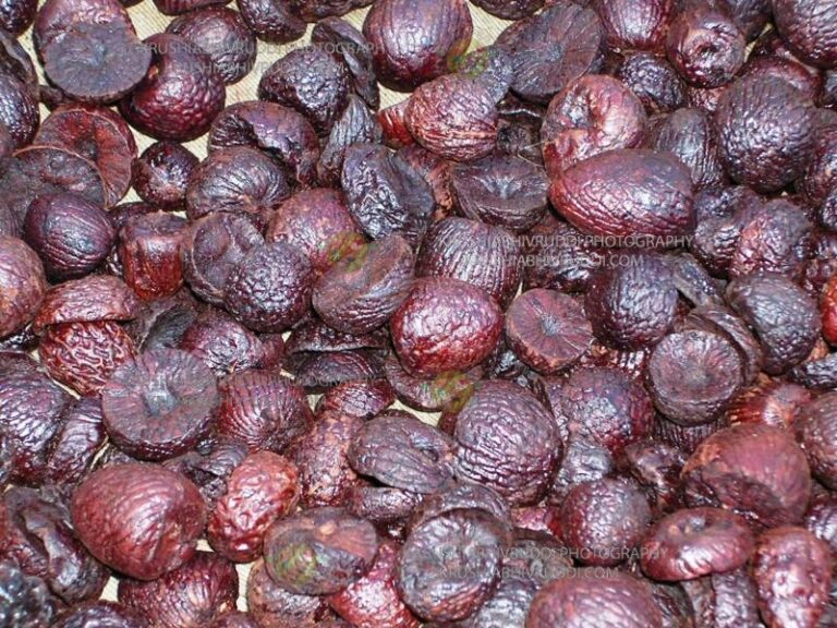 ಕೆಂಪಡಿಕೆ