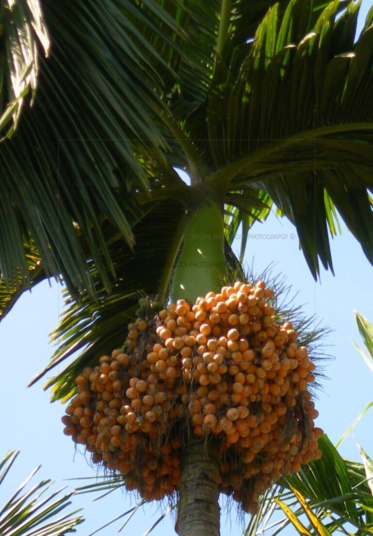 ಒರಿಜಿನಲ್ ಮಂಗಳ ಅಡಿಕೆ ಮರ ಹೀಗಿರುತ್ತದೆ.