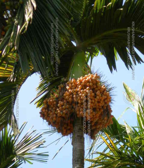 ಇಂಟರ್ ಸಿ ಮಂಗಳ ತಳಿಯ ಅಡಿಕೆ ಗೊನೆ