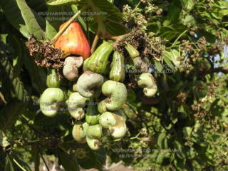 ಕೊಳೆ ರೋಗ ಓಡಿಸಿದ ಬಯೋ ಔಷಧಿಗಳ ಹಿಂದಿನ ರಹಸ್ಯ.